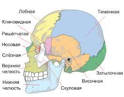 Голова человека анатомия