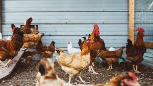We did not find results for: Panduan Singkat Budidaya Ayam Petelur Mediatani