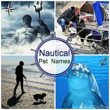 Ocean And Nautical Pet Names For Your New Puppy Or Kitten