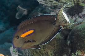 Acanthurus Olivaceus Orangespot Surgeonfish Aquainfo