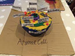 Check spelling or type a new query. Withmy4kids On Twitter Dana S Animal Cell For Biology Biology 3d Animalcell Year7 Playdough Http T Co Pubslyakj2