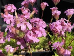 Image result for Loxodera caespitosa