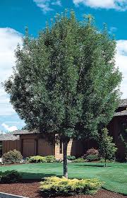 Raywood Ash Raywood Ash Tree Trees To Plant Shade Trees