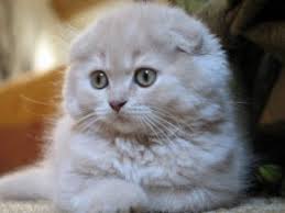 Scottish Fold Kedisi Ozellikleri Ve Bakimi Benim Biricik Sevgili Kedim