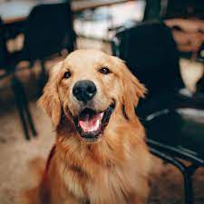 They are such wonderful dogs for all humans. What Kind Of Health Problems Do Golden Retrievers Have Popsugar Pets