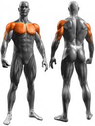 With a regular push up you lift about 70% off your own bodyweight. Best Pushup Workouts Pushup Freaks Decline Pushups