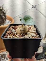 Image result for Dorstenia barnimiana