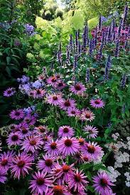 Echinacea Purpurea After Midnight Agastache Blackadder Beauty Makeup Nailart Hairstyles Cottage Garten Garten Blumen Fur Garten