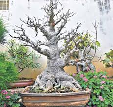 Most bonsai should be placed outdoors, where they are exposed to the four natural seasons just like normal trees are. Art Of Bonsai Captures The Imagination Of Hyderabadis