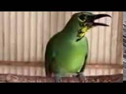 Cucak Ijo Trotolan Gacorr Youtube