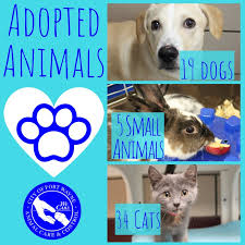 After hours / immediate officer assistance: Fort Wayne Animal Care Control On Twitter Adopted Animals Holy Moly There Are 58 Awesome Animals Resting In Their Forever Homes Since Being Adopted Last Week Thank You To Everyone