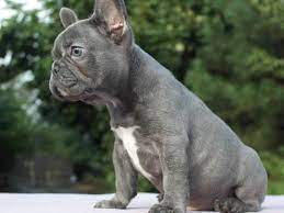 They are healthy and are ready to be rehomed. French Bulldogs For Sale Adorable Frenchie Puppies