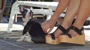 Why Do Dogs Sit On Your Feet The 5 Most Common Reasons