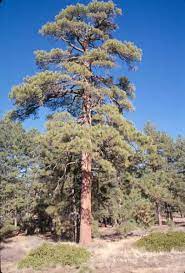 Going back centuries, these special trees have a role in numerous cultures and folklore tales. Pines Forestry Usu