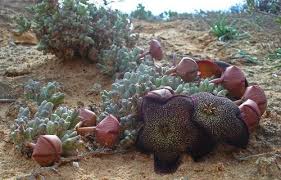 Image result for Tridentea marientalensis