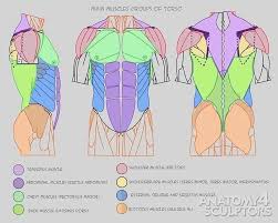 500+ casual female reference pictures. Male Main Muscles Groups Torso Credit T Anatomy Back Human Anatomy Drawing Anatomy Reference