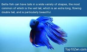 For as long as i can remember, i've loved quotes and sayings. 20 Interesting Betta Fish Facts To Better Know Your Betta Top10zen