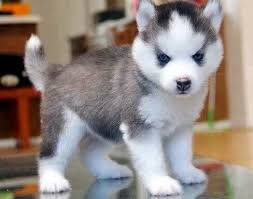 However, the shrill bark convinces many owners to train them to contain indoor barking. Pomsky Puppie Baby Animals Puppies Pomsky Puppies