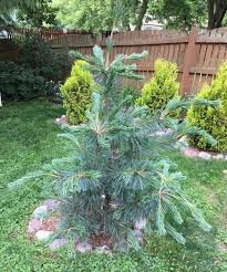 Check spelling or type a new query. Photo Of The Entire Plant Of Limber Pine Pinus Flexilis Vanderwolf S Pyramid Posted By Ljb5966 Garden Org