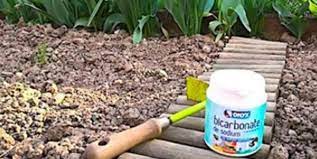 aidez votre jardin avec du bicarbonate de soude deserbant naturel trucs et astuces jardinage desherbant naturel