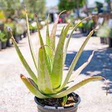 Image result for Aloe