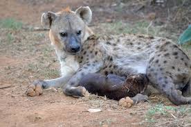 Raising A Spotted Hyena Part 5 Country Living In South Africa Hyena Animals Polar Bear