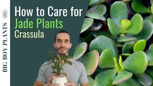 We did not find results for: The Crassula Plant Care Guide Jade Plant Bigboyplants