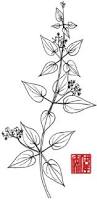Image result for Rubia cordifolia