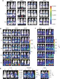 Image result for Dark Hunter Green 1998 AAV