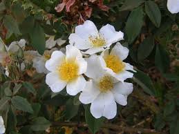 Image result for Marsdenia abyssinica