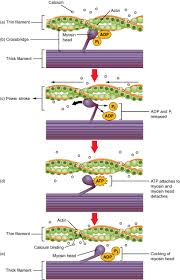 Pin On Sports Science