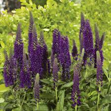 Image result for Veronica abyssinica