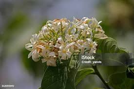 Image result for Holarrhena