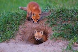 Pin On 365 Days Our Planet S Flora Fauna
