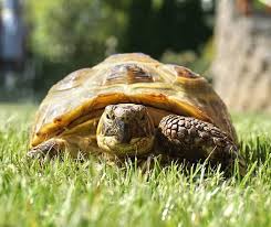 As such, it is my hope to help guide you in this. Need To Know Getting A Licence For Your Reptile Rspca Nsw