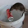 Seminole pest control review, pest control pinellas reviews seminole fl, pest control near me. 1