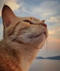 I Miss You Cute Cat Wallpaper Cute Cats Cats