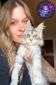 Seamus left for his family today! ♥️♥️🥹 • •• ••• •• • #cats #cat  #mainecoonkitten #kitten #cute #mainecoon #mainecooncat #mainecoonworld  #mainecoonkittens #kittens #mainecooncattery #zenithmainecoons  #mainecoonfun #mainecoons #mainecoonlife ...