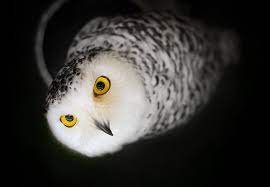 Owl S Eye Color What Does It Mean Intobirds