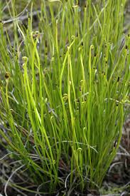 Image result for Schizaea pectinata