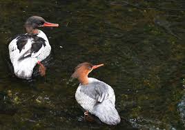 Check spelling or type a new query. Let S Talk About Birds Scaly Sided Merganser Pittsburgh Post Gazette