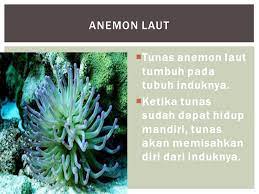 Check spelling or type a new query. Anemon Laut Berkembang Biak Dengan Cara Revisi Id