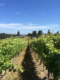 Baker Lane Vineyard