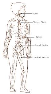 They are also called as groin lymph nodes. Lymph Nodes Psychology Wiki Fandom