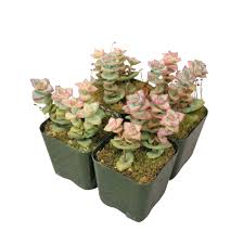 Image result for Crassula zombensis