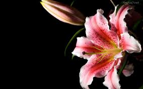 Lily Flower Flower Images Wallpapers Lily Flower Flower Images