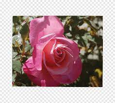 Small tree with purple flowers crossword clue. Floribunda Cabbage Rose Garden Roses Memorial Rose Sasanqua Camellia Excited Crossword Clue Herbaceous Plant Floribunda Png Pngegg