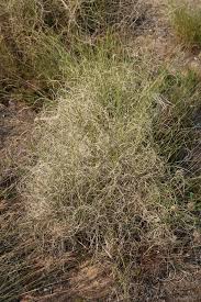 Image result for Pentameris