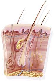 Different Types Of Acne And How It Forms Cream For Dry Skin Skin Different Types Of Acne