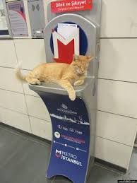 Hayko Sazanyan Onlin Dunya Kedi Gunu 2020 Kedi Hayvan Kedi Kopek